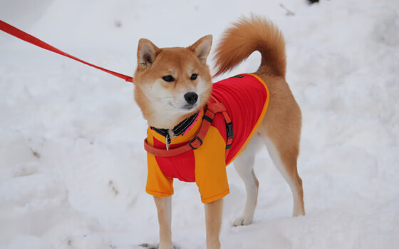 太平洋篮球的对决，哈利伯顿巨星光芒不敌浙江团队胜利