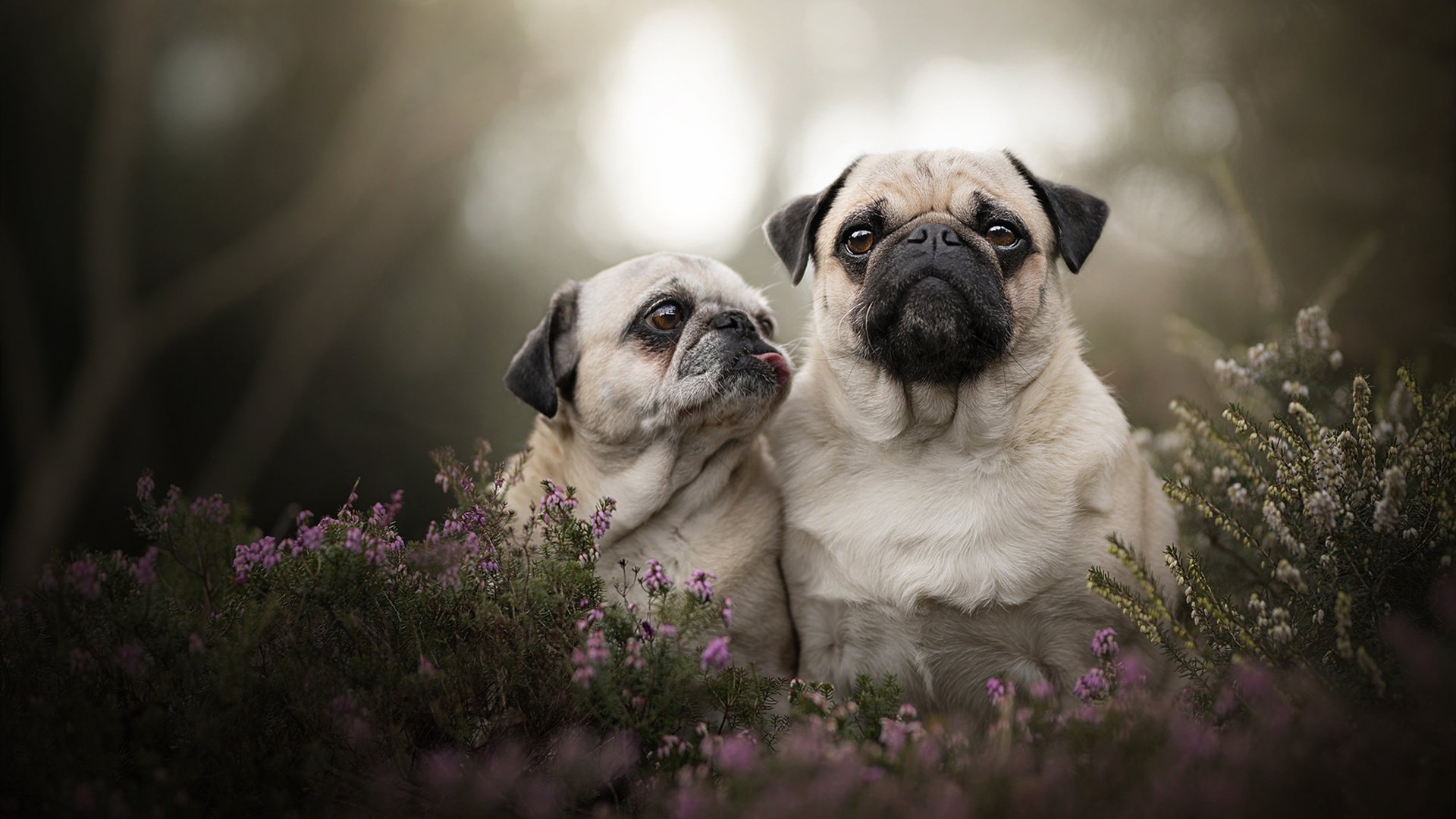 西决生死战之夜,西亚卡姆铸就无解之谜