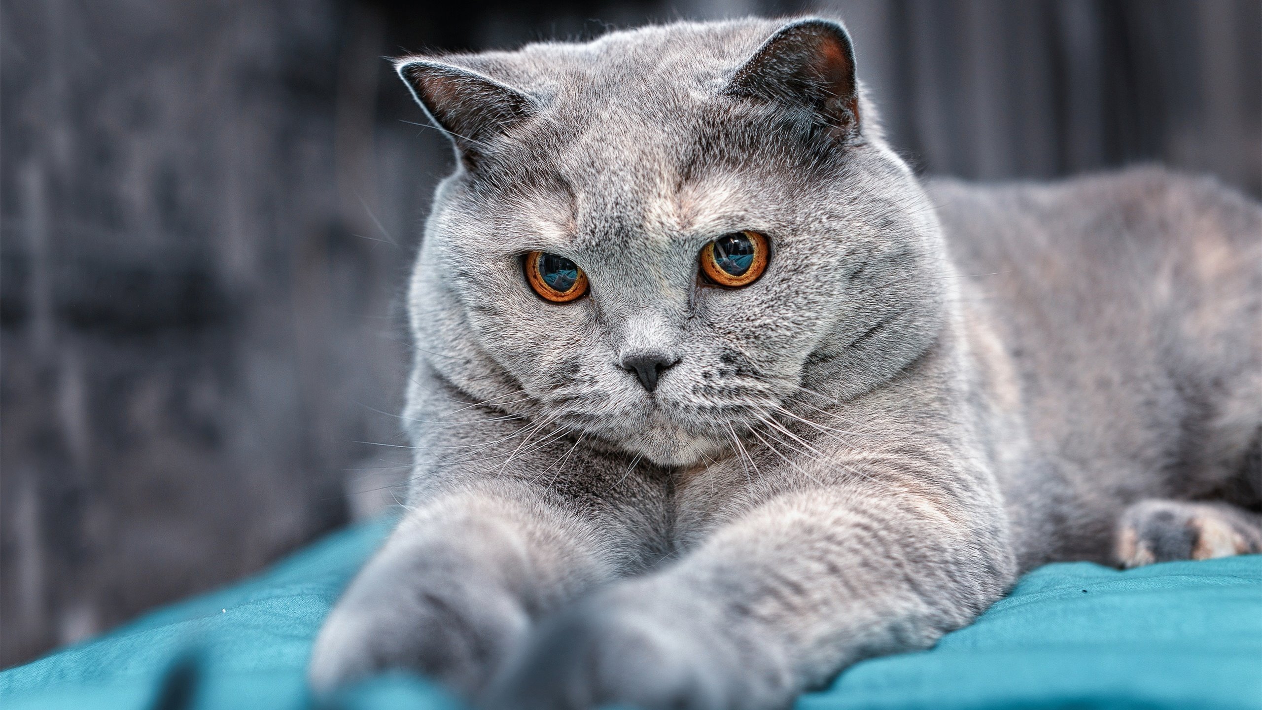 冰与火之歌，美加墨世界杯焦点战前瞻—希腊立体火力能否压制丹麦韧性防线？