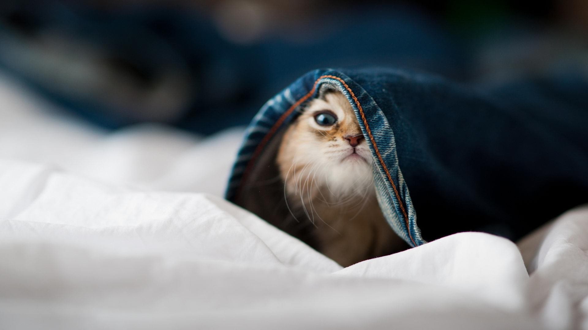 冰与火之歌，美加墨世界杯焦点战前瞻—希腊立体火力能否压制丹麦韧性防线？