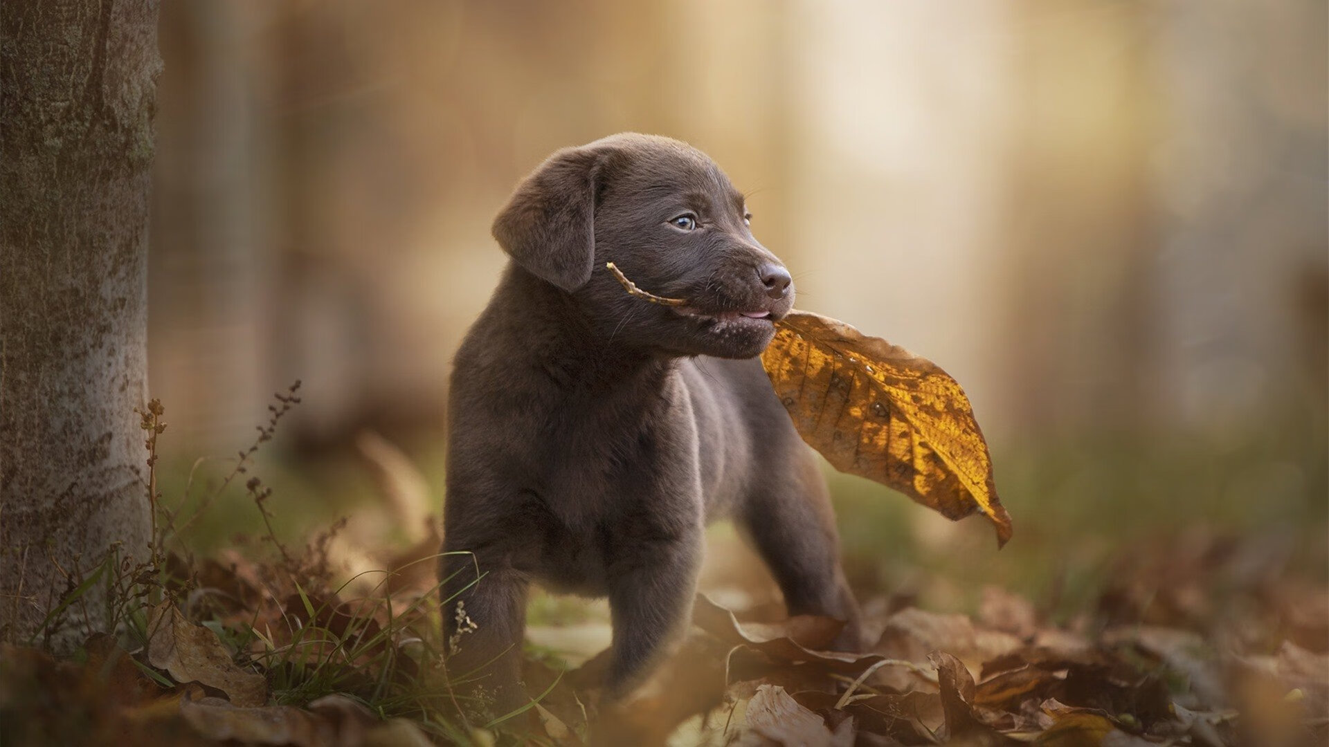 守护骑士的巨塔,戈贝尔如何用防守谱写加时赛逆转史诗