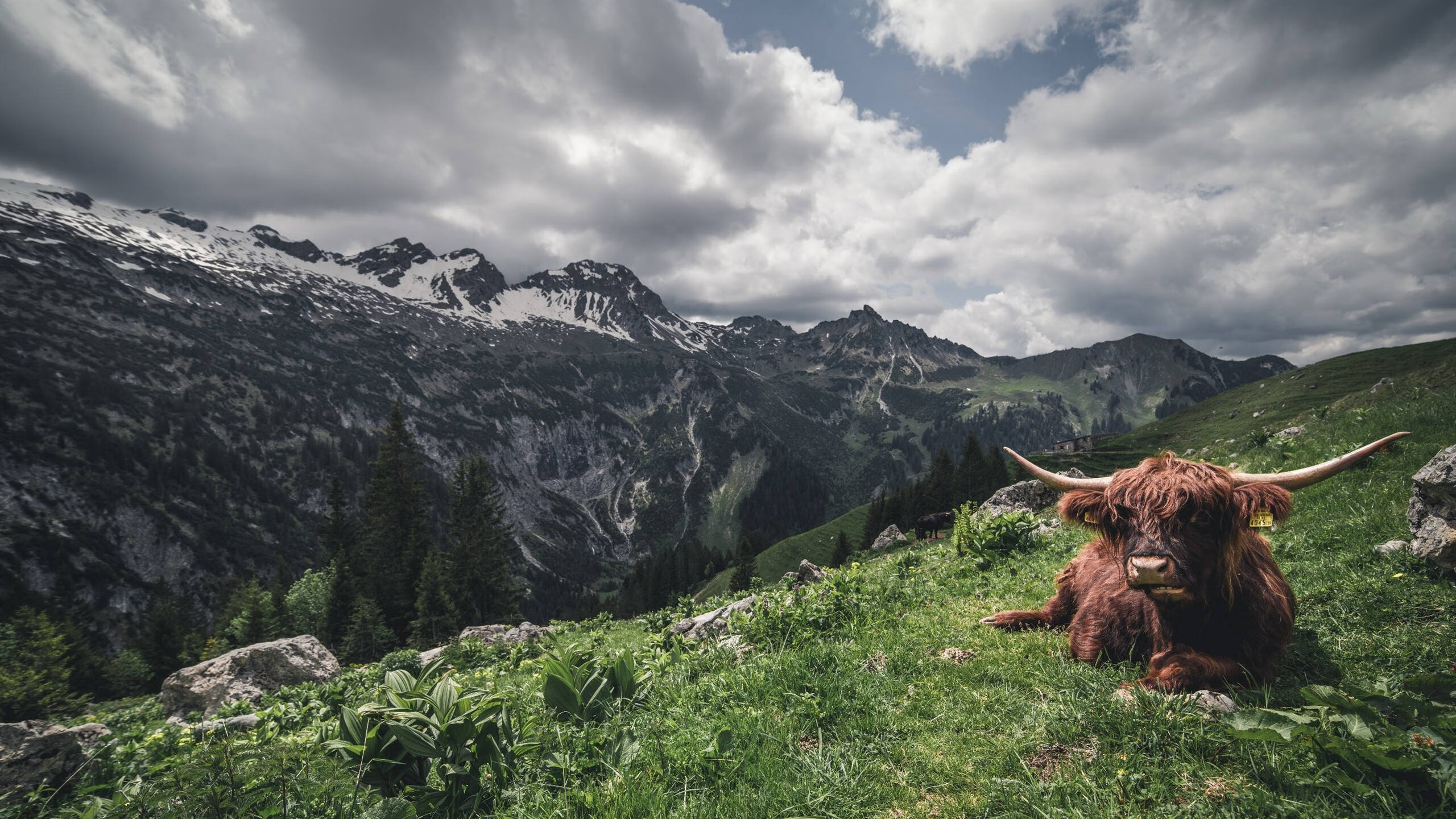 音乐之国的钢铁意志,奥地利横扫国际米兰,马丁内利关键回合不手软