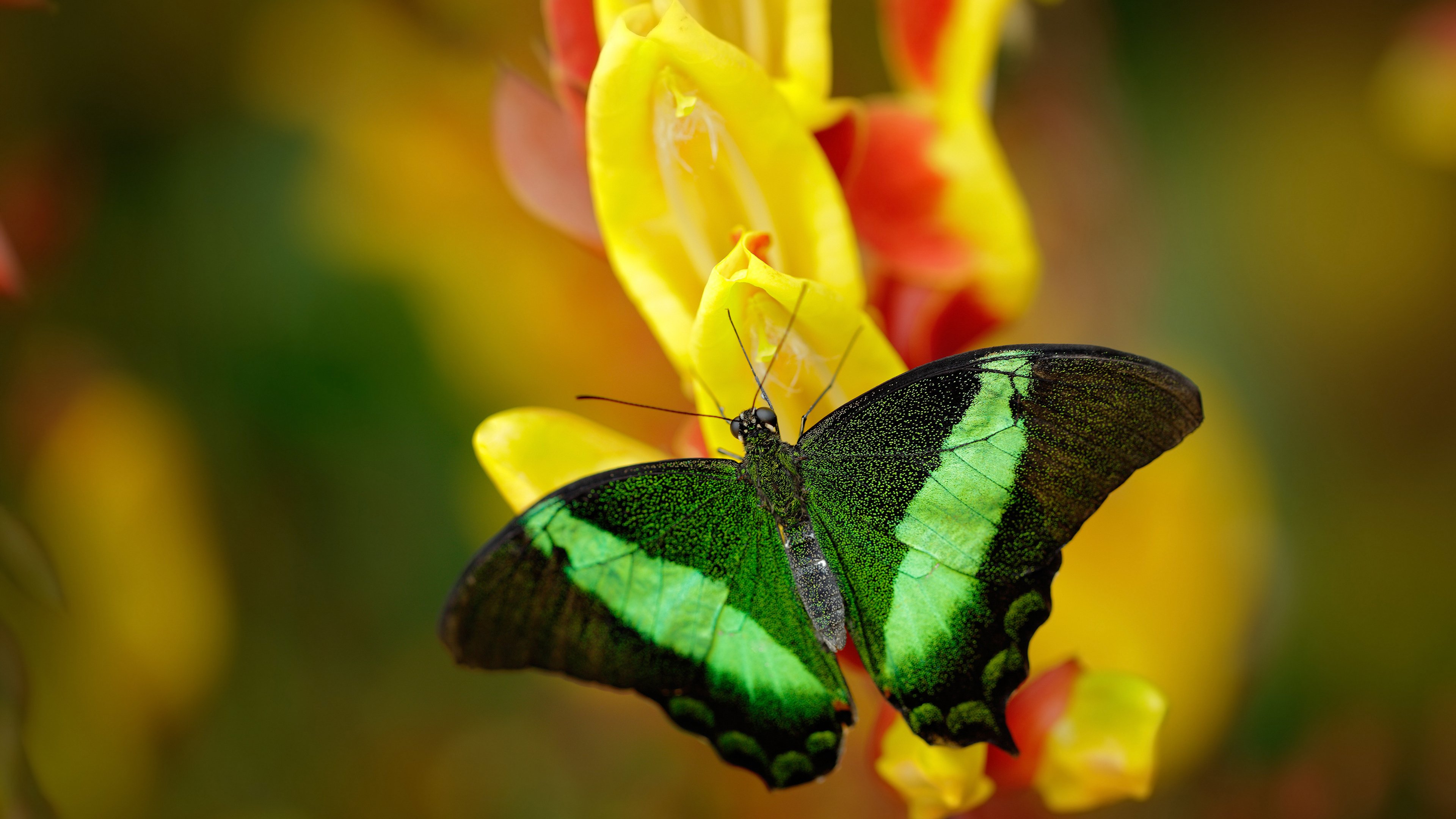 西决生死战,那个从替补席上站起的男人
