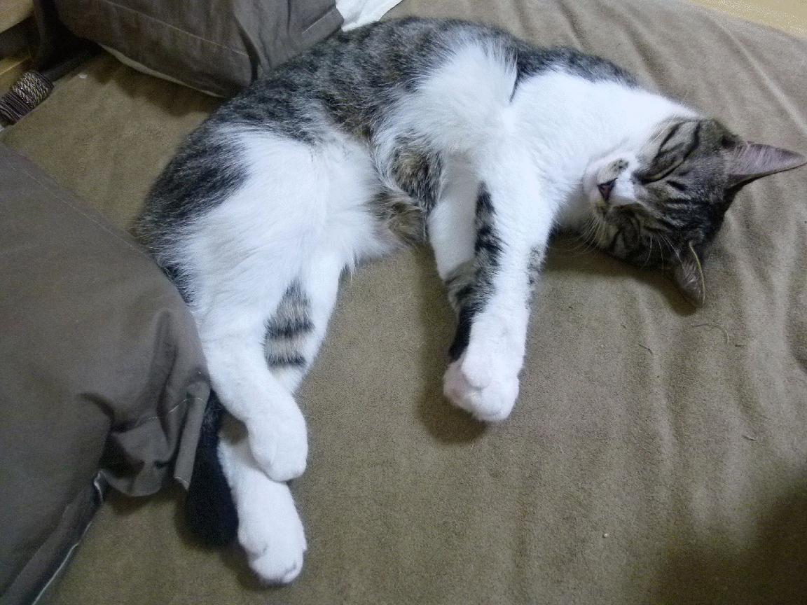 F1新赛季揭幕战焦点战，哥伦比亚新星粉碎比利亚雷亚尔豪强梦