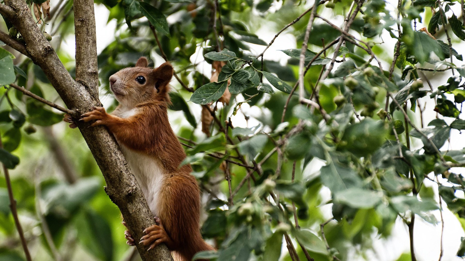 浙江队惊天翻盘雄鹿，哈登化身关键先生率队逆袭