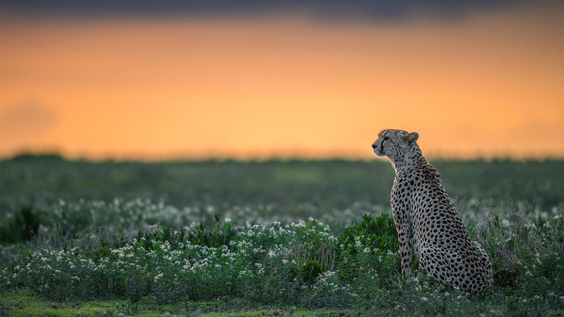 双重定义时刻，东契奇献上进化注脚，杜兰特托起时代重负