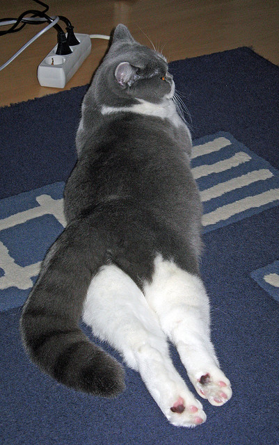 米切尔降维打击！单节22分血洗吉林，爵士三节打卡下班