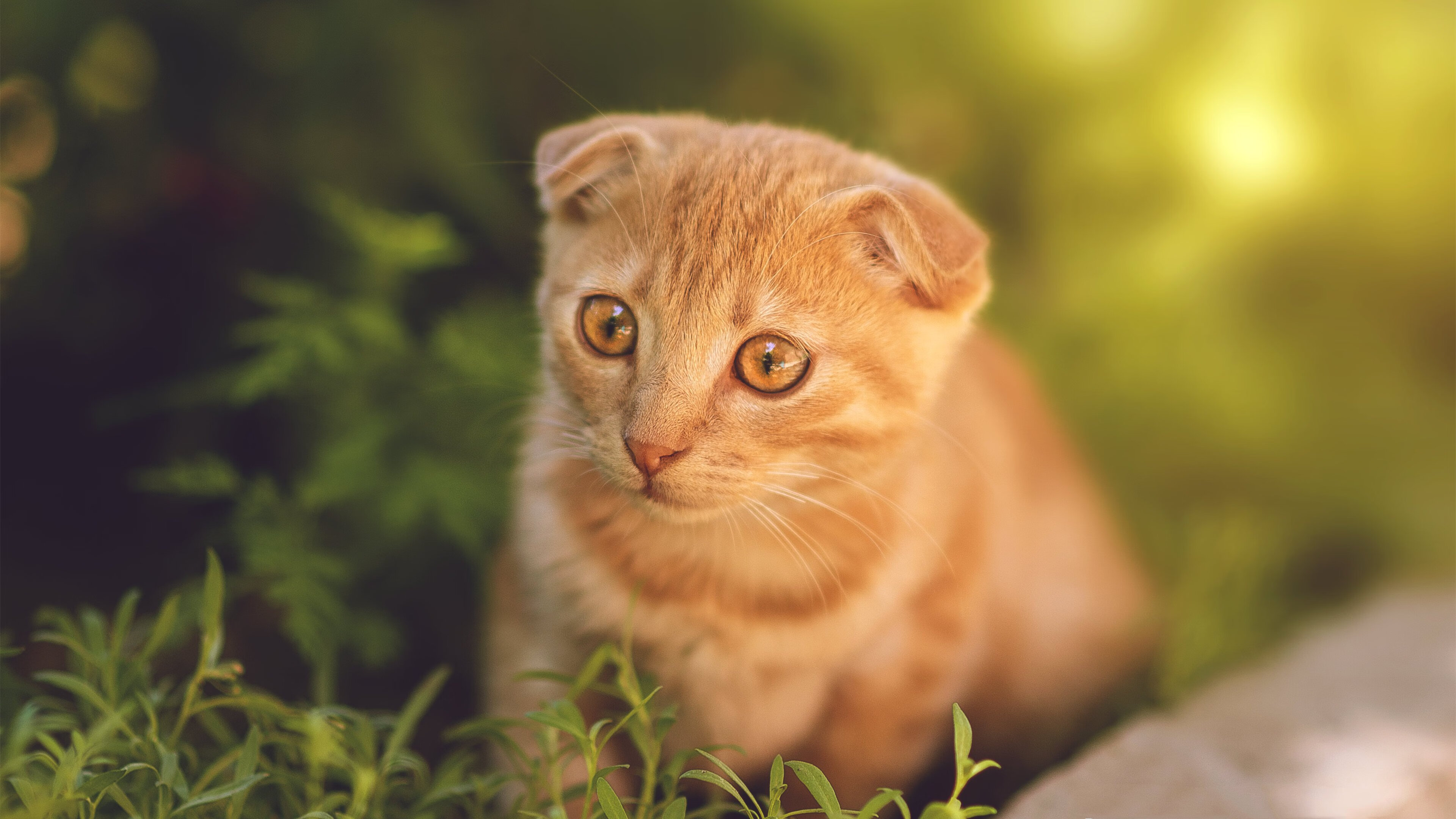 德意志孤星难照夜，高卢雄鸡提前报晓，哈弗茨只手难擎天，法兰西铁蹄碾碎悬念
