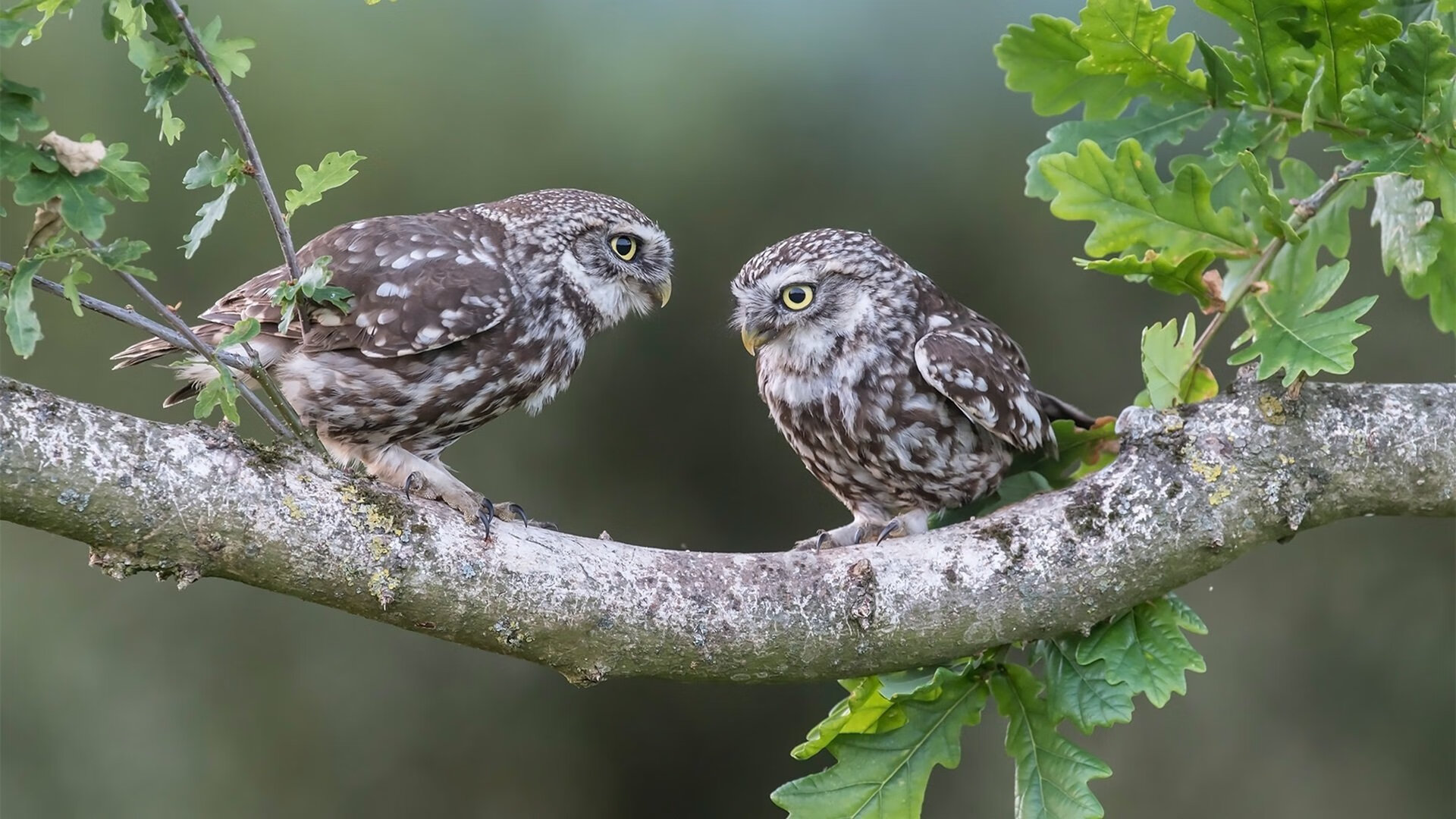 哥斯达黎加的魔幻现实主义,当布雷默拉满的评分击败巴西的巨星之海